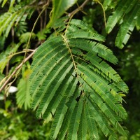 <i>Senegalia lankaensis</i>  (Kosterm.) Ragup., Seigler, Ebinger & Maslin